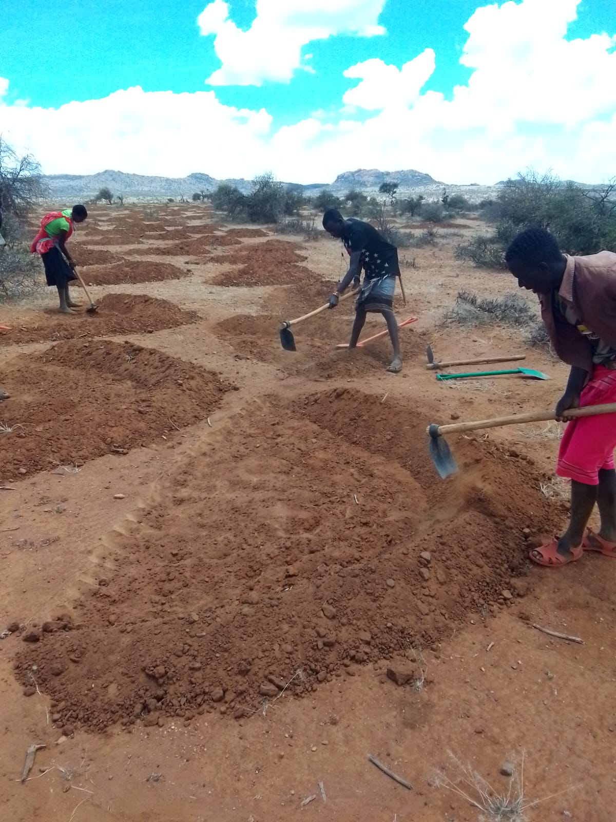 Semi-circular bunds restoring degraded land